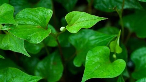 Appreciating God’s Love From the Miraculous Efficacy of Houttuynia Cordata