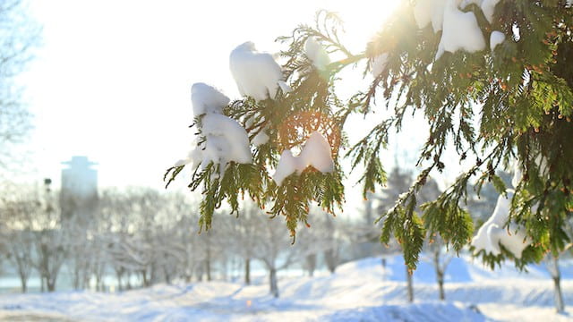 Cedar under the sun, how to face trails from God